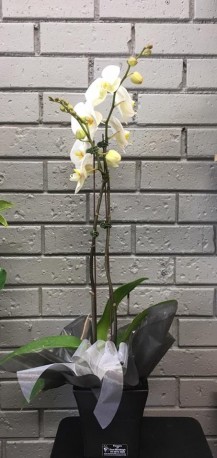 Phalanopsis Orchid