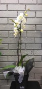 Phalanopsis Orchid